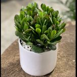 کراسولا (یشم) کوچک