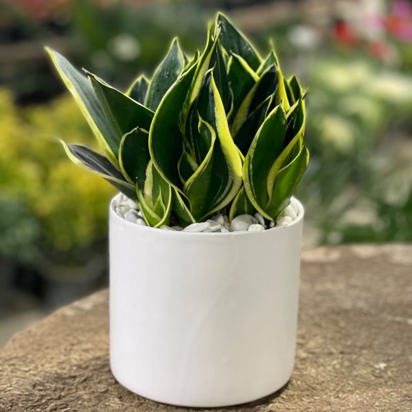 سانسوریا ابلق پاکوتاه