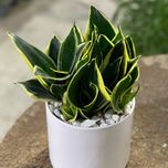 سانسوریا ابلق پاکوتاه