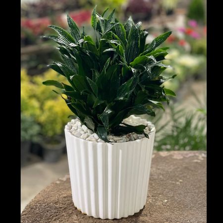 کامپکت چندشاخه