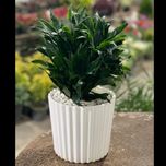 کامپکت چندشاخه