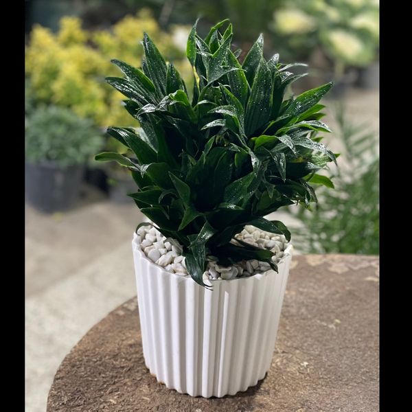 کامپکت چندشاخه