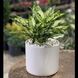 آگلونما برفی کوچک