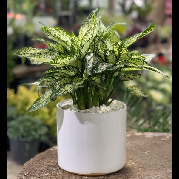 آگلونما برفی متوسط