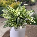 آگلونما برفی متوسط