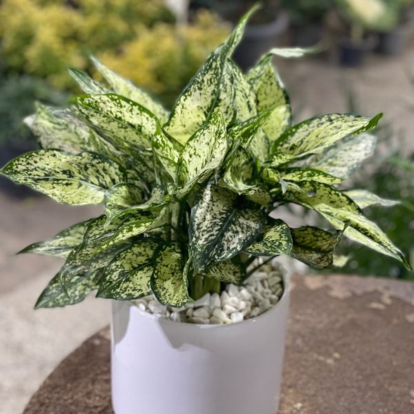 آگلونما برفی متوسط