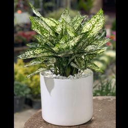 آگلونما برفی بزرگ