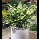 آگلونما برفی بزرگ