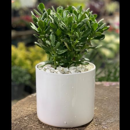 کراسولا (یشم) متوسط