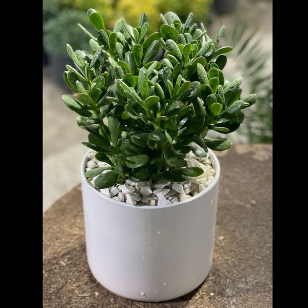 کراسولا (یشم) متوسط