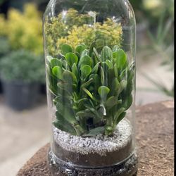 تراریوم کراسولا کوچک