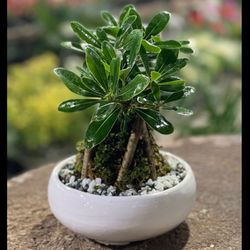 بنسای پتوس پروم کوچک