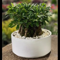 بنسای پتوس پروم بزرگ