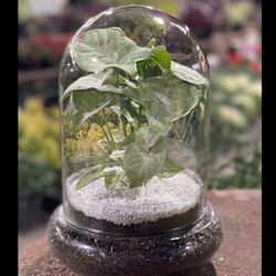 تراریوم سینگونیوم