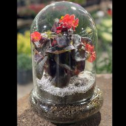 تراریوم بگونیا عروس