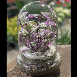 تراریوم برگ بیدی