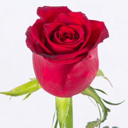 گل رز (تک شاخه)