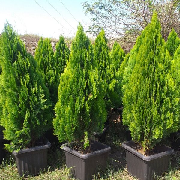 بذر کاج کامیس نوکدار