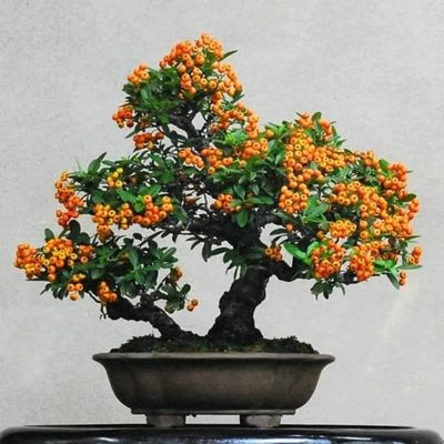 بذر پیرکانتا بسته 5 هزار عددی