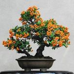 بذر پیرکانتا بسته 5 هزار عددی