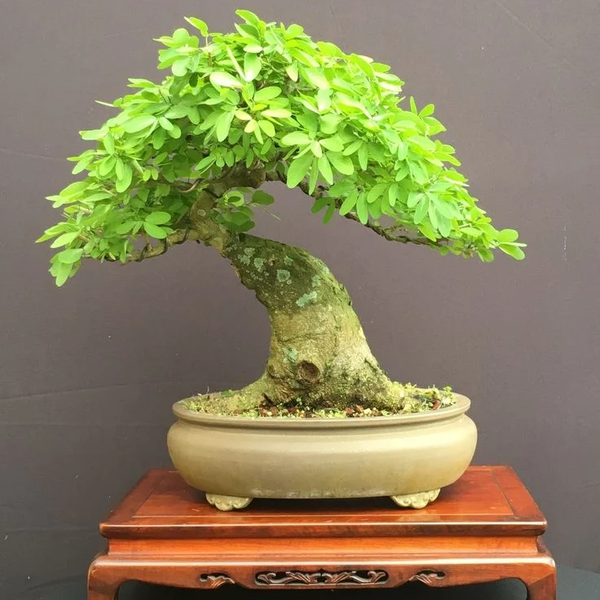 بذر زبان گنجشک بسته 20عددی