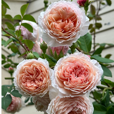 بذر گل رز ژولیت وارداتی بسته 2عددی