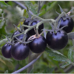 بذر گوجه چری مشکی بسته 15 عددی