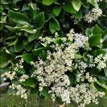 بذر یاس هلندی بسته 10 هزار عددی