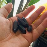 اونیکس ترمینات