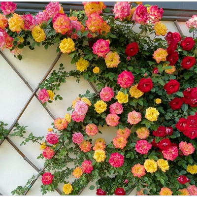 بذر گل رز رونده میکس بسته 10عددی