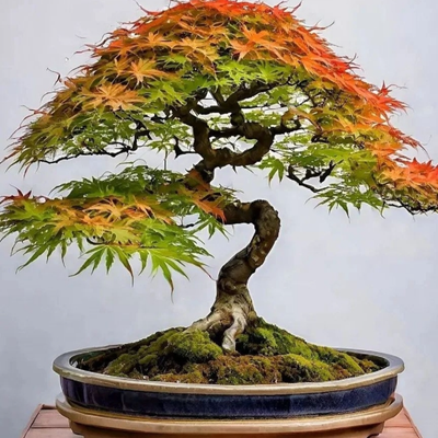 بذر افرا سبز ژاپنی