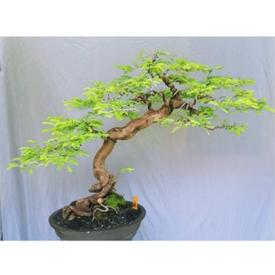 بذر لیلکی آمریکایی بسته 5عددی