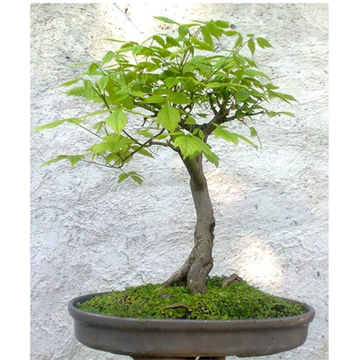 بذر افرا ایرانی بسته 10عددی