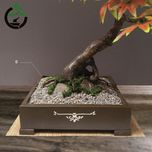 درختچه نیمه مصنوعی افرا پاییزی طرح بونسای1-1