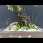 درختچه نیمه مصنوعی کاج طرح بونسای3-2