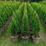 بذر کاج کامیس نوکدار