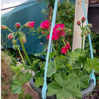 گیاه طبیعی شمعدانی پیچ یا رونده