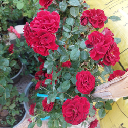 گیاه طبیعی ساناز رونده سطل 7 سایز بزرگ