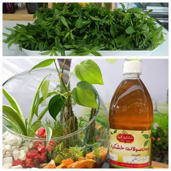 شربت سرکه انگبین نعنایی