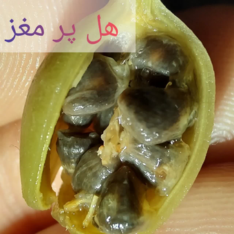 (10 گرم)هل لوکس هندوستان عروس | عطری ماندگار، مناسب چای و شیرینی