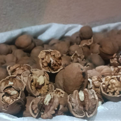 گردوی تویسرکان