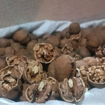 گردوی تویسرکان