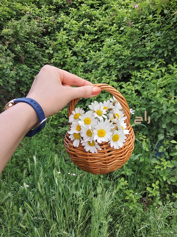 سبد نقلی استودیو راح