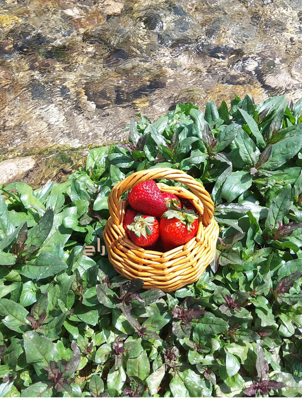 سبد نقلی استودیو راح