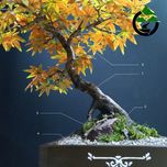 درختچه نیمه مصنوعی افرا پاییزی طرح بونسای1-1