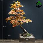 درختچه نیمه مصنوعی افرا پاییزی طرح بونسای1-1