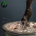 درختچه نیمه مصنوعی شکوفه سیب طرح بونسای 1-1