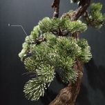 درختچه نیمه مصنوعی کاج طرح بونسای 1-1