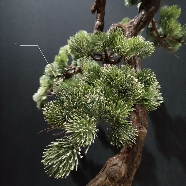 درختچه نیمه مصنوعی کاج طرح بونسای 1-1