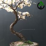 درختچه نیمه مصنوعی شکوفه سیب طرح بونسای 2-1